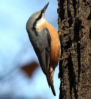 Sitta europaea