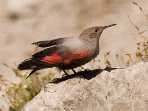 Tichodroma muraria