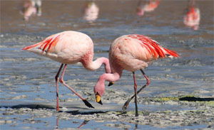 Phoenicopterus ruber