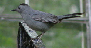 Dumetella carolinensis
