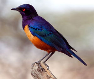 Lamprotornis hildebrandti