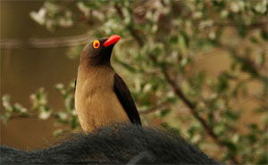 Buphagus erythrorhynchus