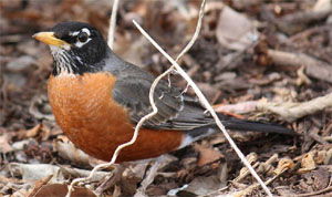 Turdus migratorius