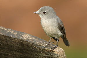 Melaenornis fischeri