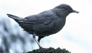 Cinclus mexicanus