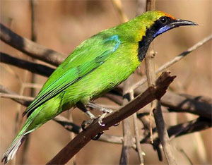 Chloropsis aurifrons
