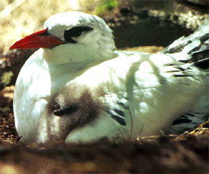 Phaethon rubricauda
