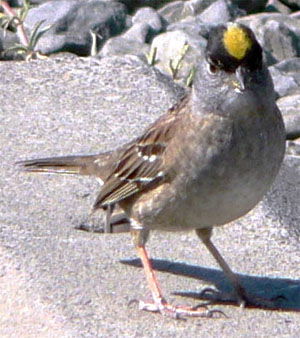 Zonotrichia atricapilla