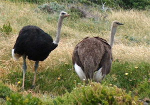 Struthio camelus