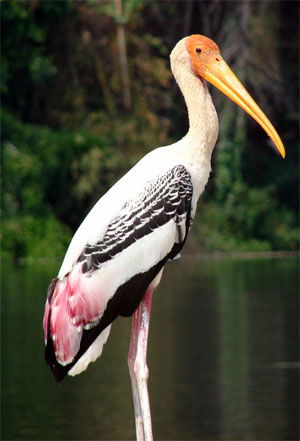 Mycteria leucocephala