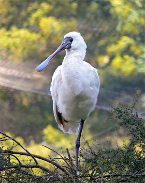 Platalea regia