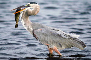 Ardea herodias