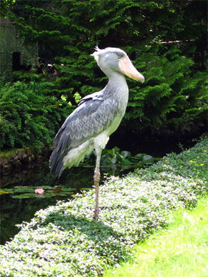 Balaeniceps rex