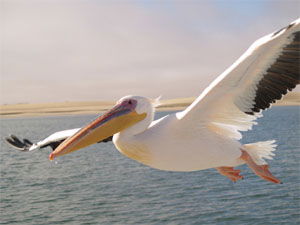 Pelecanus onocrotalus