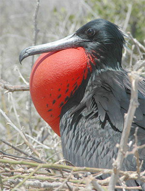 Fregata magnificens