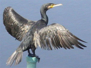 Phalacrocorax carbo