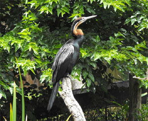 Anhinga rufa