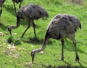 Rhea americana