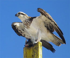 Pandion haliaetus