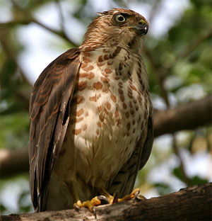 Accipiter badius