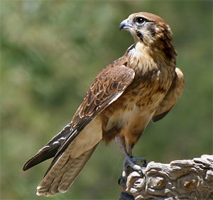 Falco berigora