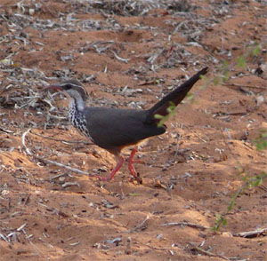 Monias benschi