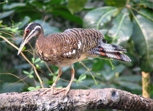 Eurypyga helias