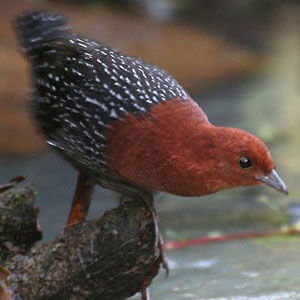Sarothrura rufa