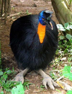 Casuarius unappendiculatus