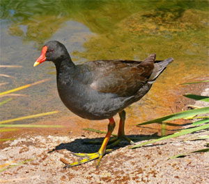 Gallinula tenebrosa