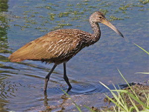 Aramus guarauna