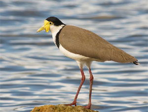 Vanellus miles