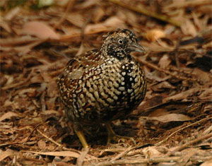 Turnix melanogaster