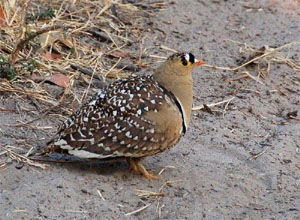 Pterocles bicinctus