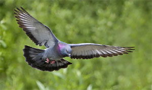 Columba livia