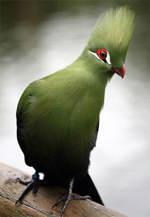 Tauraco persa