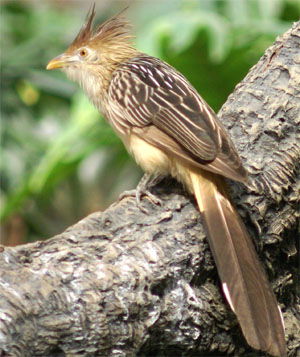 Guira guira