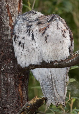 Podargus strigoides