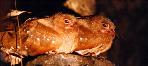 Steatornis caripensis