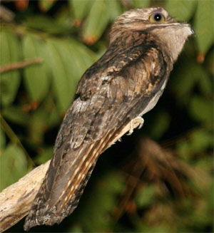 Nyctibius jamaicensis