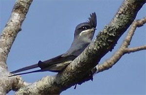 Hemiprocne coronata