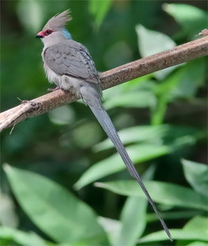 Urocolius macrourus