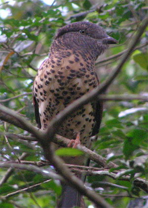 Leptosomus discolor