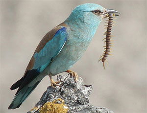 Coracias garrulus
