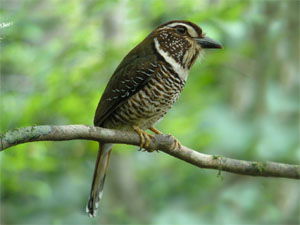 Brachypteracias leptosomus
