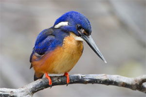 Alcedo azurea ruficollaris