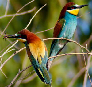 Merops apiaster