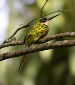 Galbula ruficauda melanogenia
