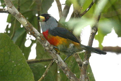 Semnornis ramphastinus