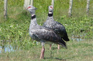 Chauna torquata